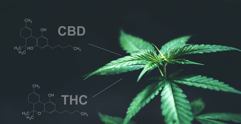 Illustration对比 des molecules CBD et THC avec symbolisme de l'équilibre